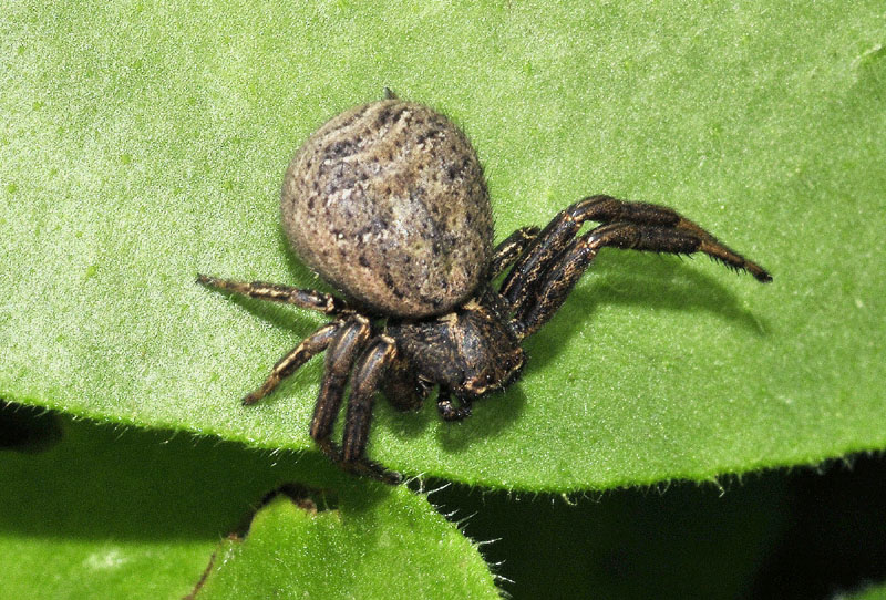 Xysticus sp. - Serramazzoni (MO)